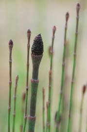 Fotografia da espécie Equisetum ramosissimum