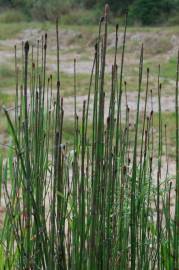 Fotografia da espécie Equisetum ramosissimum