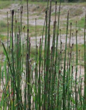 Fotografia 12 da espécie Equisetum ramosissimum no Jardim Botânico UTAD