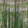 Fotografia 12 da espécie Equisetum ramosissimum do Jardim Botânico UTAD