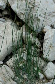 Fotografia da espécie Equisetum ramosissimum