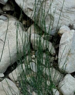 Fotografia 16 da espécie Equisetum ramosissimum no Jardim Botânico UTAD