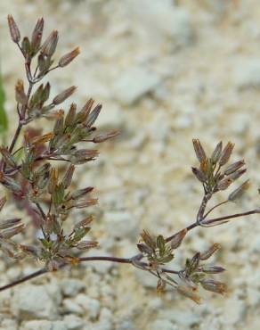 Fotografia 1 da espécie Minuartia mediterranea no Jardim Botânico UTAD