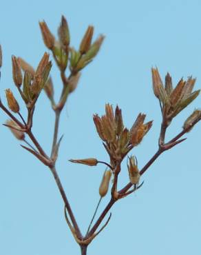 Fotografia 3 da espécie Minuartia mediterranea no Jardim Botânico UTAD