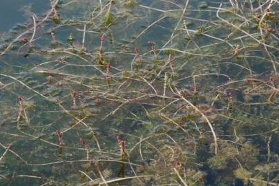 Fotografia da espécie Myriophyllum spicatum