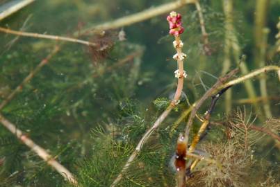 Fotografia da espécie Myriophyllum spicatum