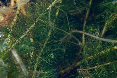 Fotografia da espécie Myriophyllum spicatum