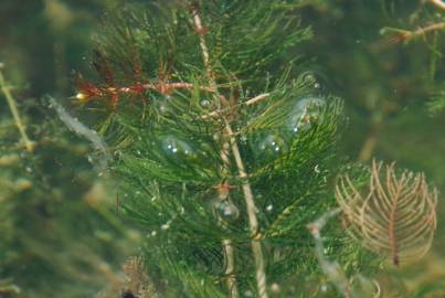 Fotografia da espécie Myriophyllum spicatum