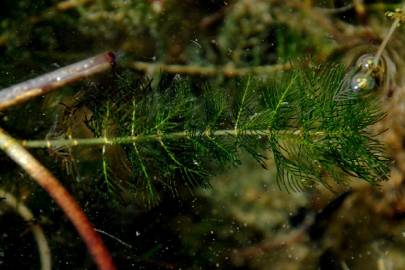 Fotografia da espécie Myriophyllum spicatum