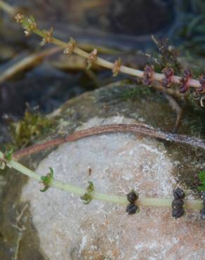 Fotografia 12 da espécie Myriophyllum spicatum no Jardim Botânico UTAD