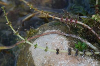 Fotografia da espécie Myriophyllum spicatum