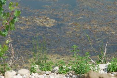 Fotografia da espécie Myriophyllum spicatum