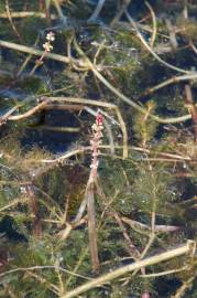 Fotografia da espécie Myriophyllum spicatum