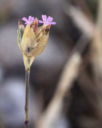 Fotografia de capa Petrorhagia nanteuilii - do Jardim Botânico