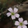 Fotografia 1 da espécie Petrorhagia saxifraga do Jardim Botânico UTAD