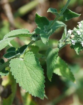 Fotografia 8 da espécie Nepeta cataria no Jardim Botânico UTAD