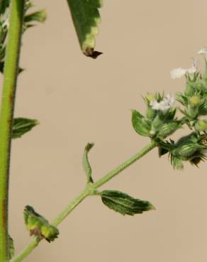 Fotografia 9 da espécie Nepeta cataria no Jardim Botânico UTAD