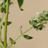 Fotografia 9 da espécie Nepeta cataria do Jardim Botânico UTAD