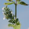 Fotografia 10 da espécie Nepeta cataria do Jardim Botânico UTAD