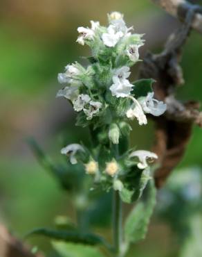 Fotografia 11 da espécie Nepeta cataria no Jardim Botânico UTAD