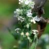 Fotografia 11 da espécie Nepeta cataria do Jardim Botânico UTAD