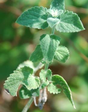 Fotografia 15 da espécie Nepeta cataria no Jardim Botânico UTAD