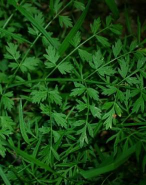 Fotografia 2 da espécie Oenanthe pimpinelloides no Jardim Botânico UTAD