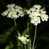 Fotografia 3 da espécie Oenanthe pimpinelloides do Jardim Botânico UTAD