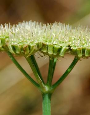 Fotografia 4 da espécie Oenanthe pimpinelloides no Jardim Botânico UTAD