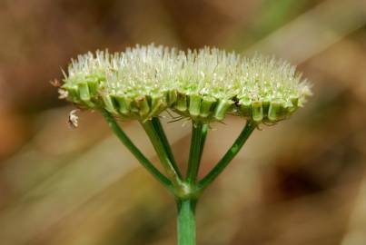 Fotografia da espécie Oenanthe pimpinelloides