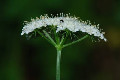 Fotografia da espécie Oenanthe pimpinelloides