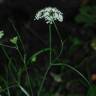 Fotografia 13 da espécie Oenanthe pimpinelloides do Jardim Botânico UTAD