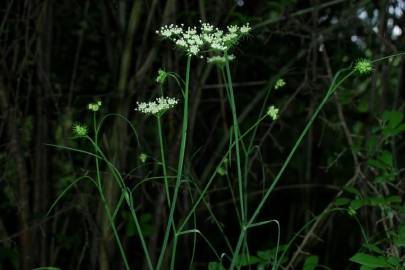 Fotografia da espécie Oenanthe pimpinelloides