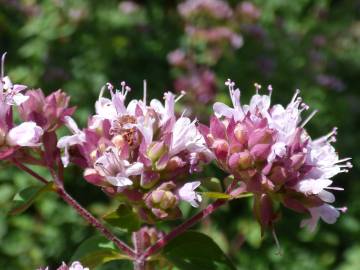 Fotografia da espécie Origanum majorana