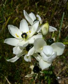 Fotografia da espécie Ornithogalum arabicum