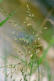 Fotografia da espécie Festuca arundinacea subesp. arundinacea