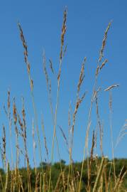 Fotografia da espécie Festuca arundinacea subesp. arundinacea