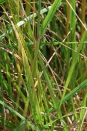 Fotografia da espécie Festuca arundinacea subesp. arundinacea