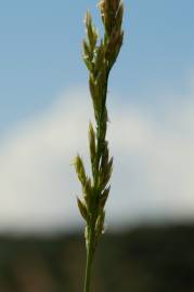 Fotografia da espécie Festuca arundinacea subesp. arundinacea