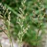 Fotografia 7 da espécie Festuca arundinacea subesp. arundinacea do Jardim Botânico UTAD