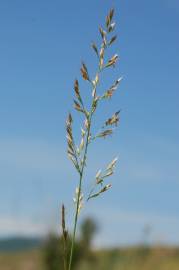 Fotografia da espécie Festuca arundinacea subesp. arundinacea