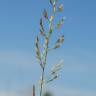 Fotografia 8 da espécie Festuca arundinacea subesp. arundinacea do Jardim Botânico UTAD