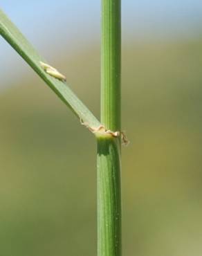 Fotografia 9 da espécie Festuca arundinacea subesp. arundinacea no Jardim Botânico UTAD