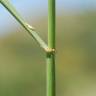 Fotografia 9 da espécie Festuca arundinacea subesp. arundinacea do Jardim Botânico UTAD