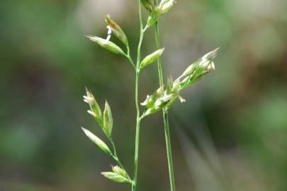 Fotografia da espécie Festuca arundinacea subesp. arundinacea