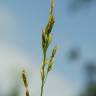 Fotografia 11 da espécie Festuca arundinacea subesp. arundinacea do Jardim Botânico UTAD