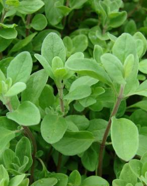 Fotografia 7 da espécie Origanum majorana no Jardim Botânico UTAD