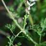 Fotografia 9 da espécie Fumaria parviflora do Jardim Botânico UTAD