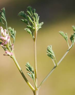 Fotografia 11 da espécie Fumaria parviflora no Jardim Botânico UTAD