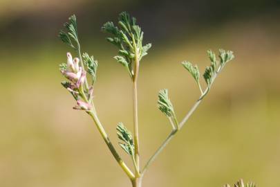 Fotografia da espécie Fumaria parviflora